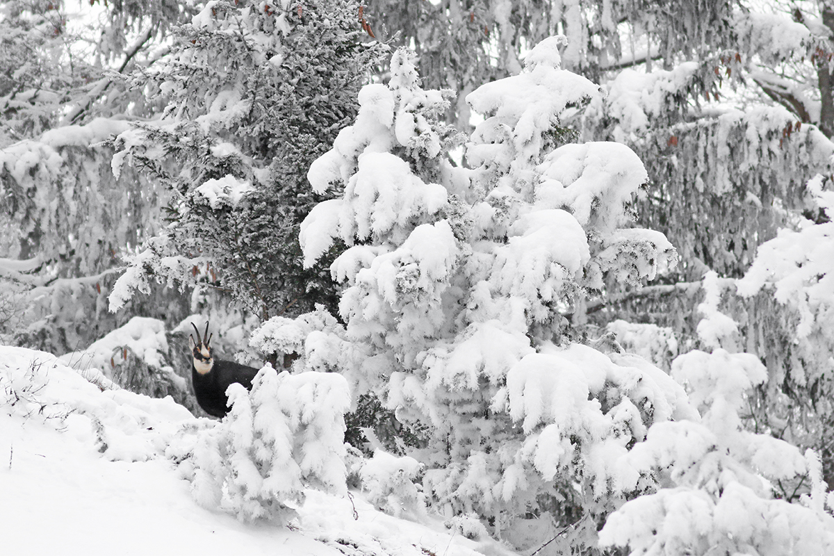 chamois hiver forêt jura