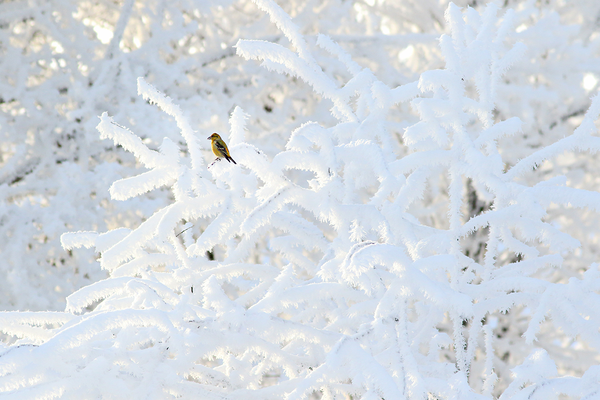 bec-croisé des sapins hiver jura