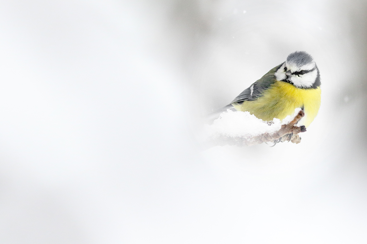 mesange bleue hiver