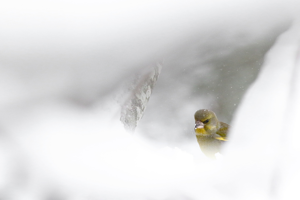 verdier hiver jura