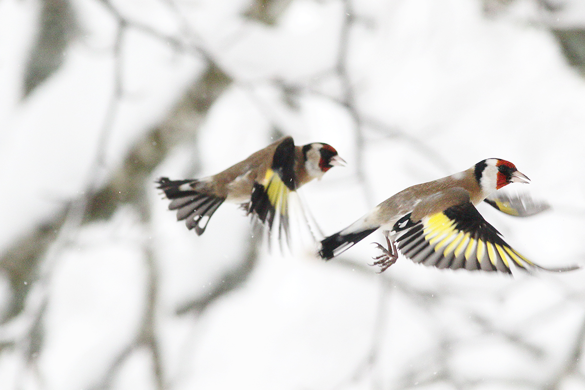 chardonneret élégant jura hiver