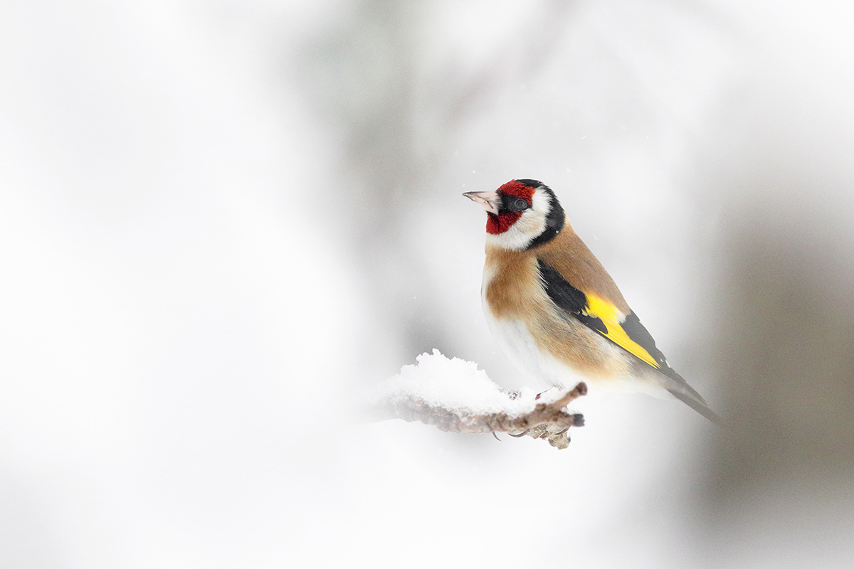 chardonneret élégant jura hiver