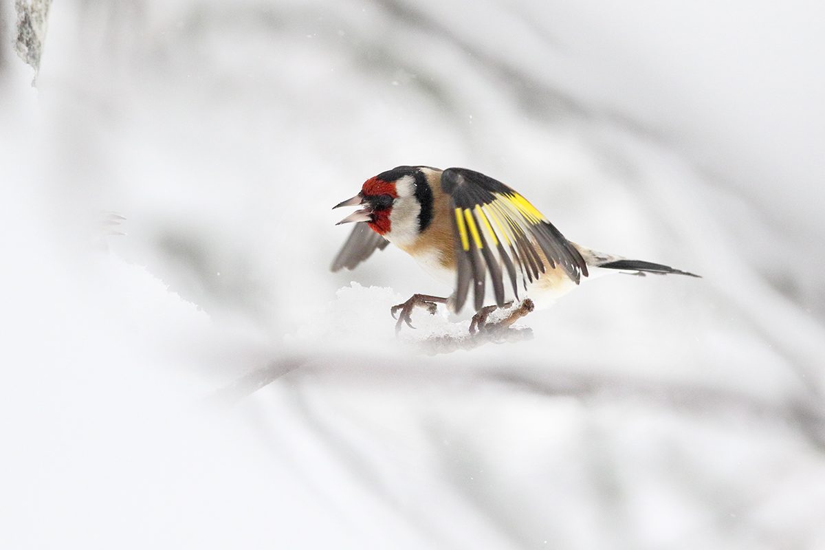 chardonneret élégant jura hiver