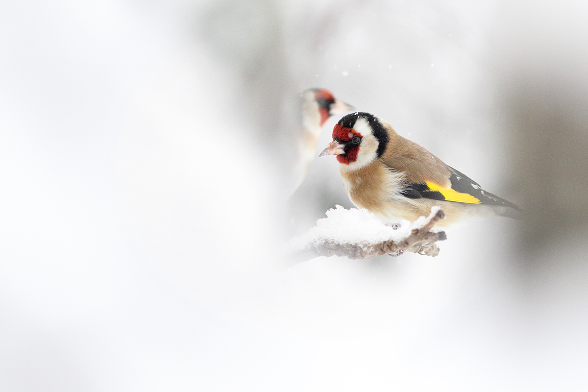 chardonneret élégant jura hiver