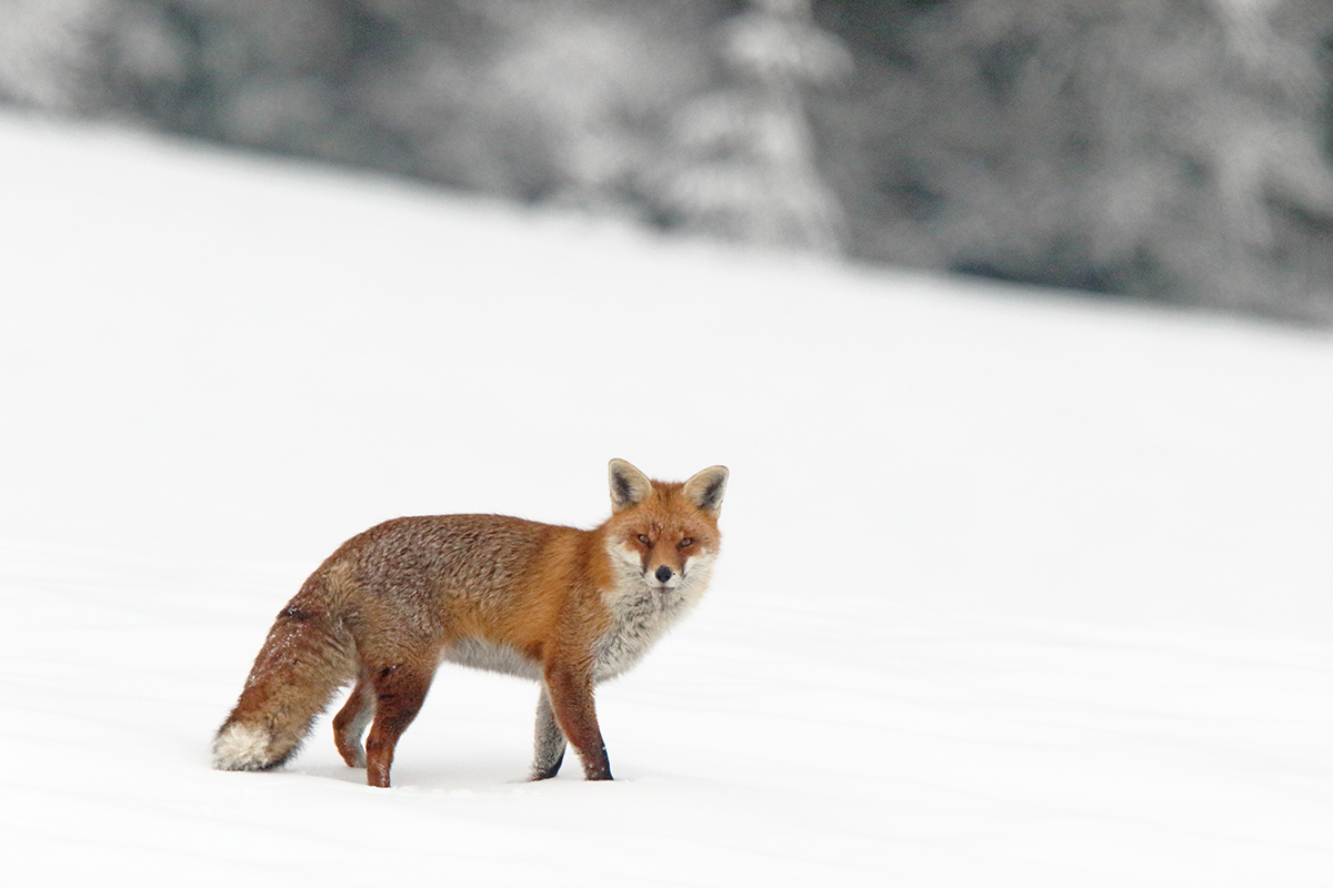 renard jura