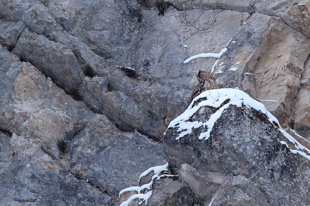 grand duc jura hiver