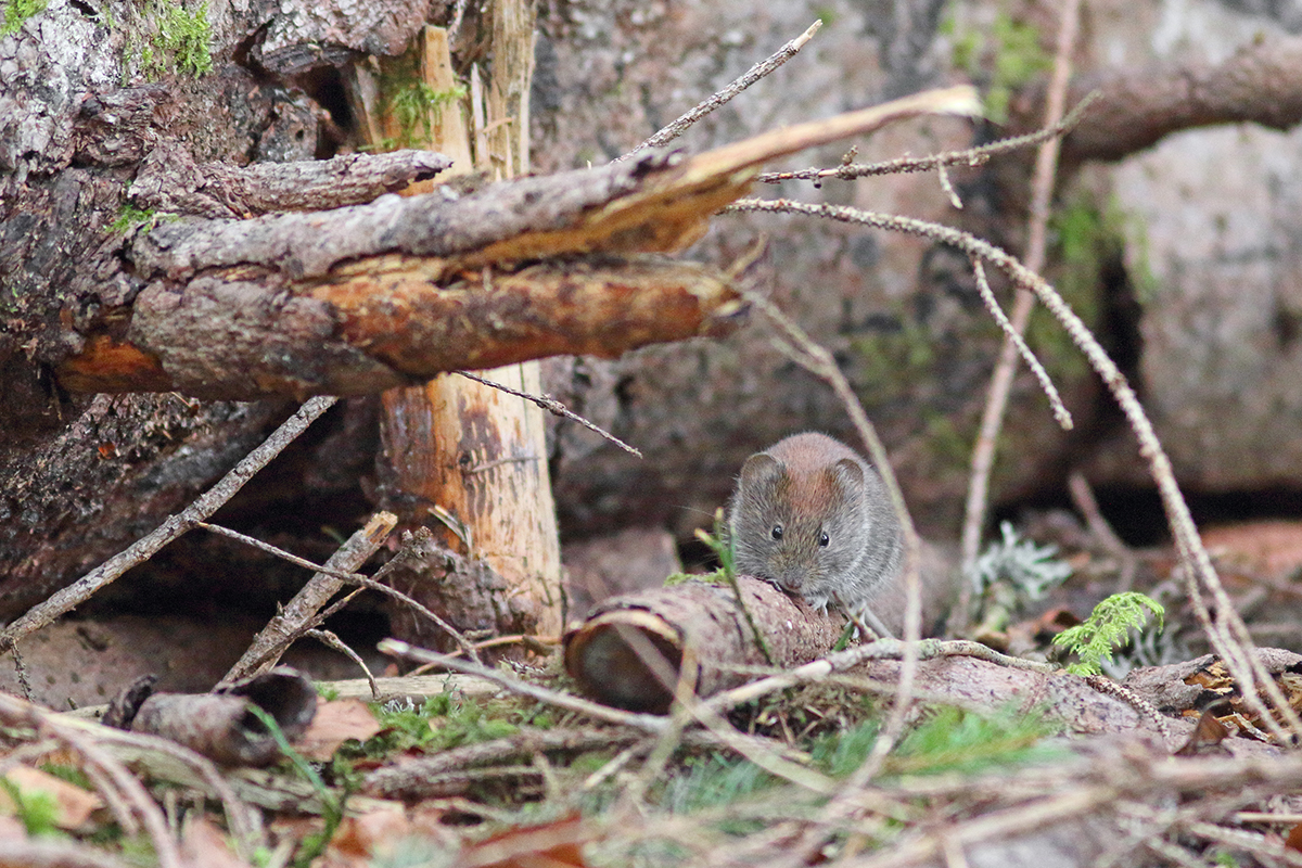 campagnols roussatres jura