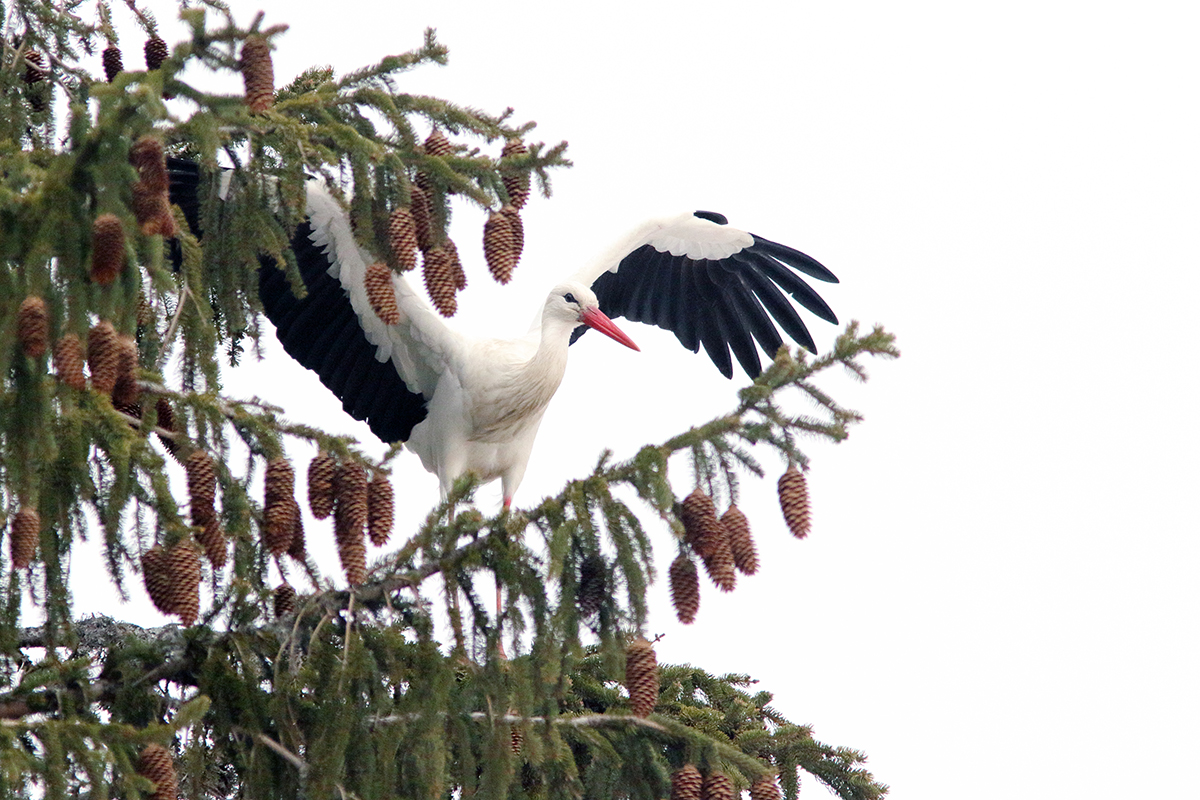 cigognes jura