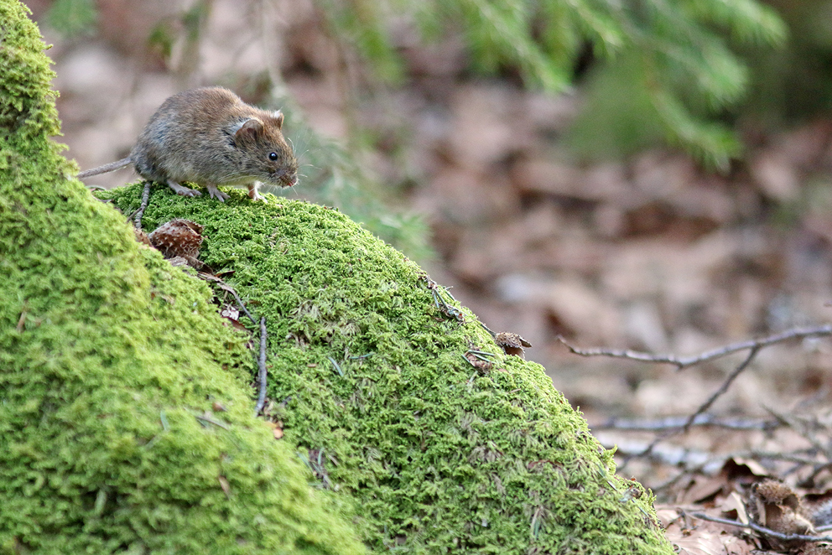 campagnols roussatres jura