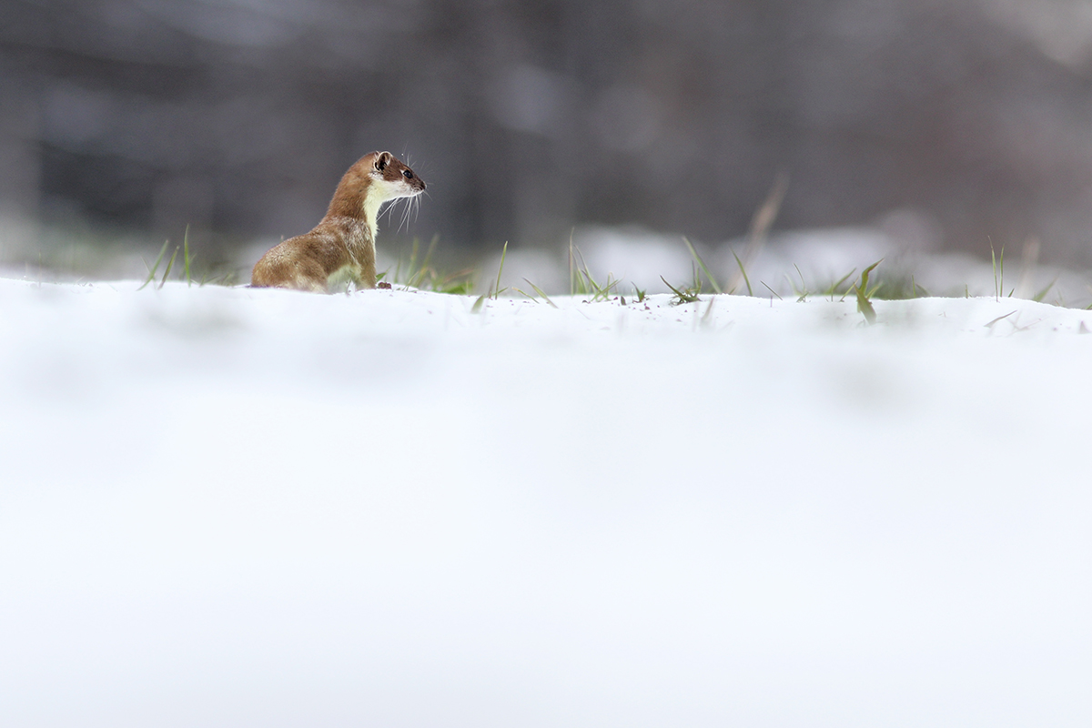 hermine neige jura