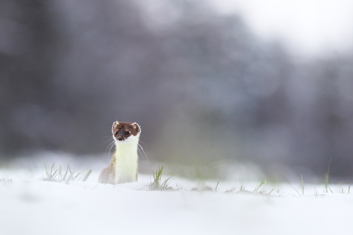 hermine neige jura