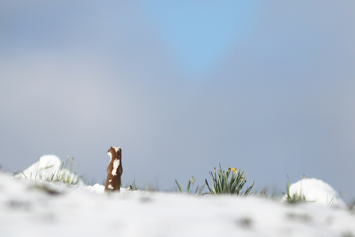 hermine neige jura