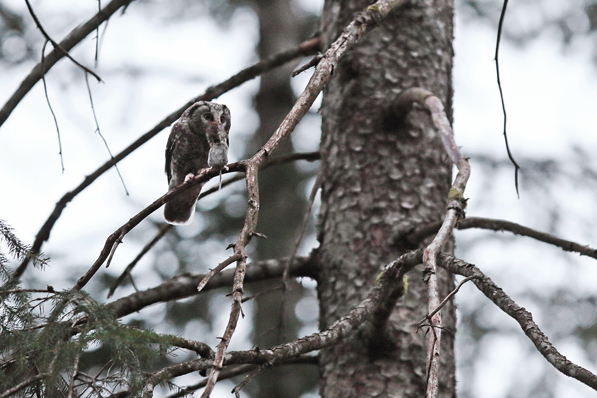 nyctale de tengmalm jura julien arbez