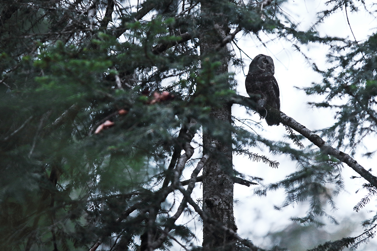 nyctale de tengmalm jura julien arbez