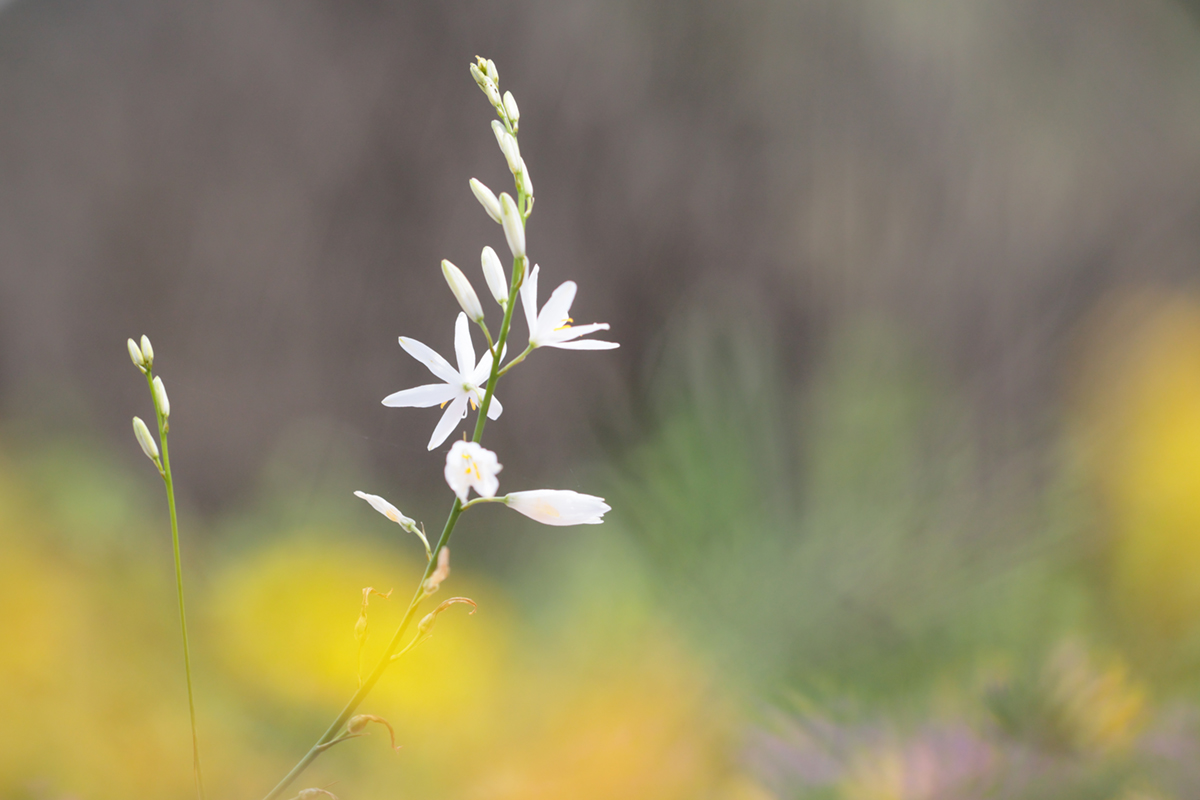 Phalangère à fleurs de lis menouille 1