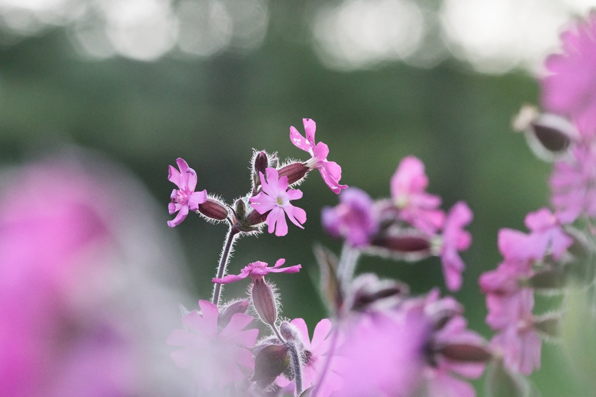 Silene rouge ma pesse 04 06 2024 (4)
