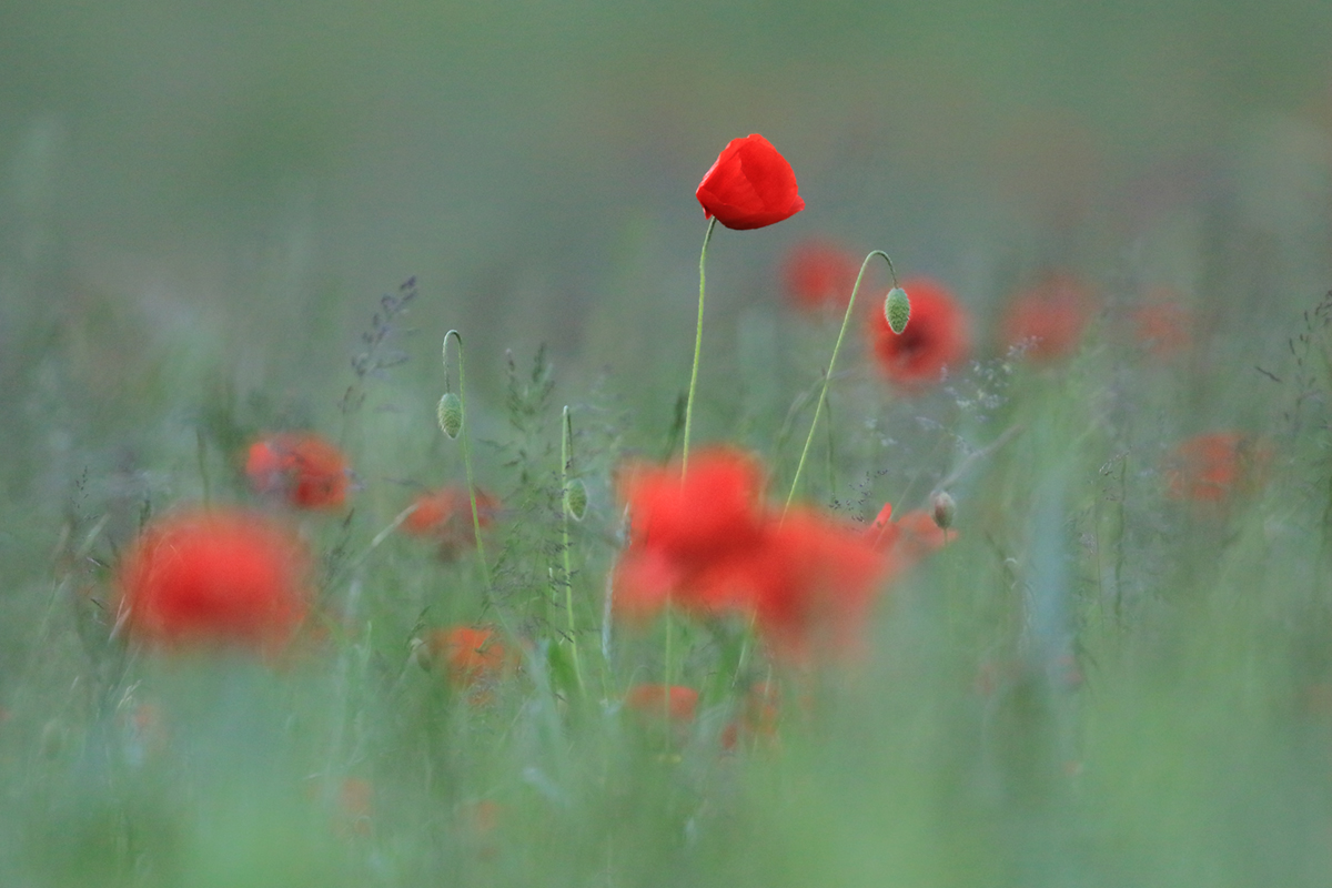 coquelicots juin 2024 (7)
