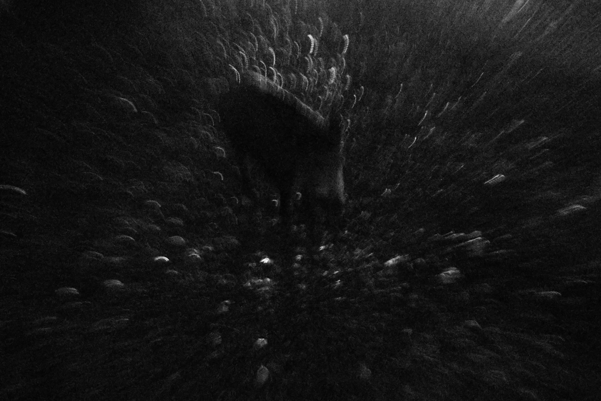 sanglier flou 30 01 2025 (19)