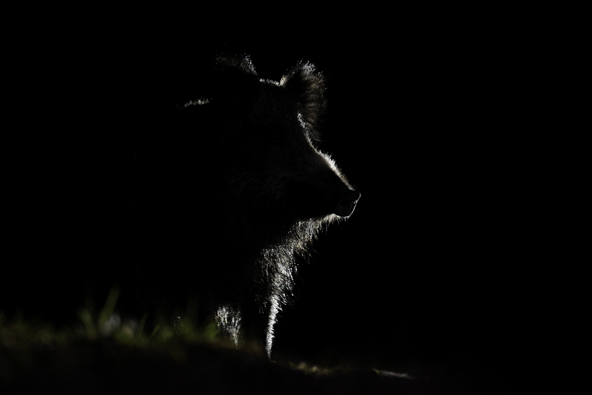 sangliers 22 01 2025 (112)