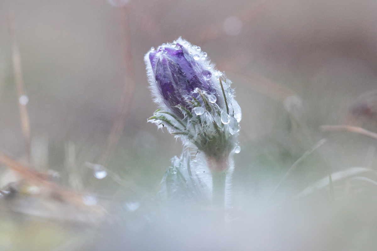 anemones choux 14 03 2025 (1)