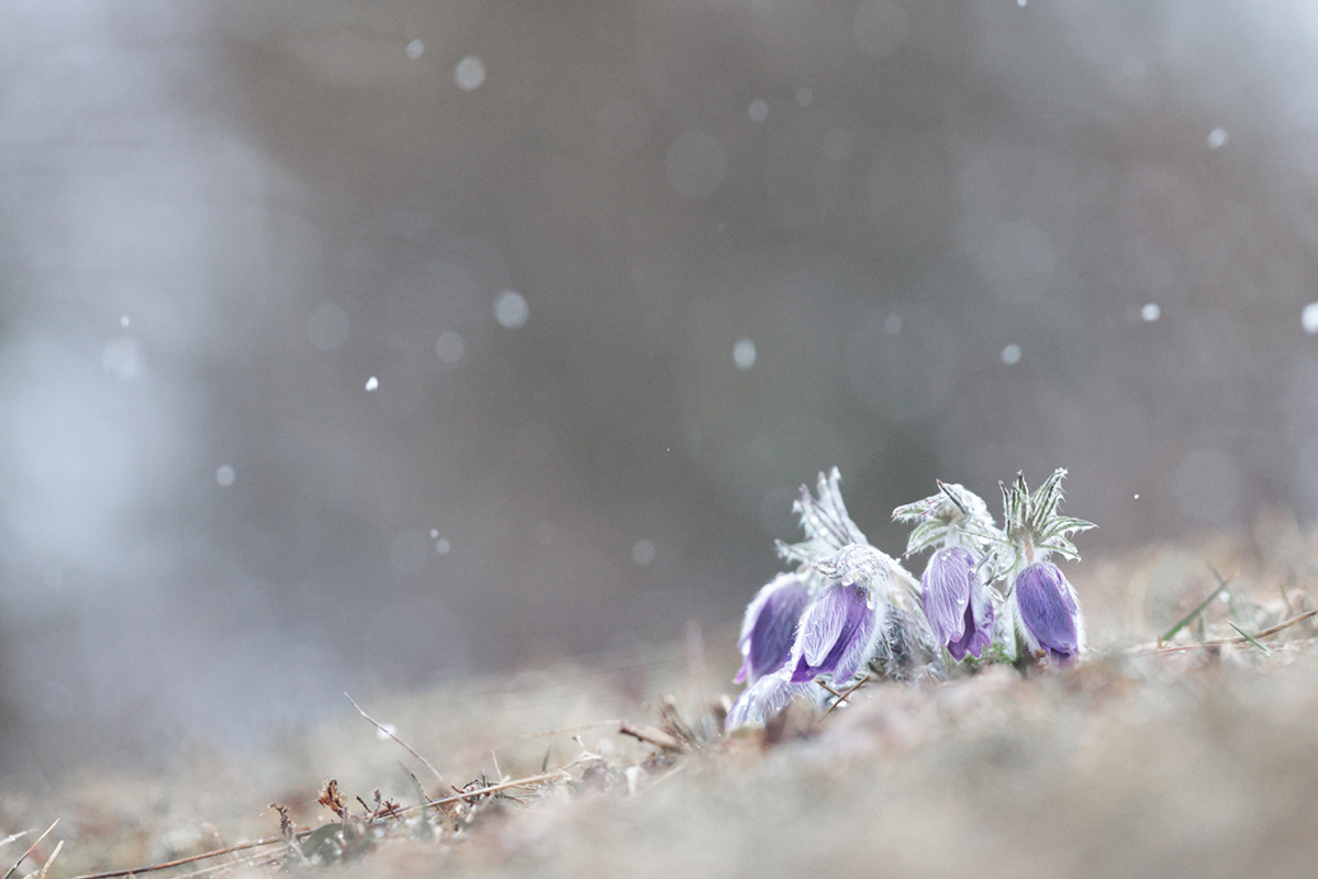 anemones choux 14 03 2025 (2)