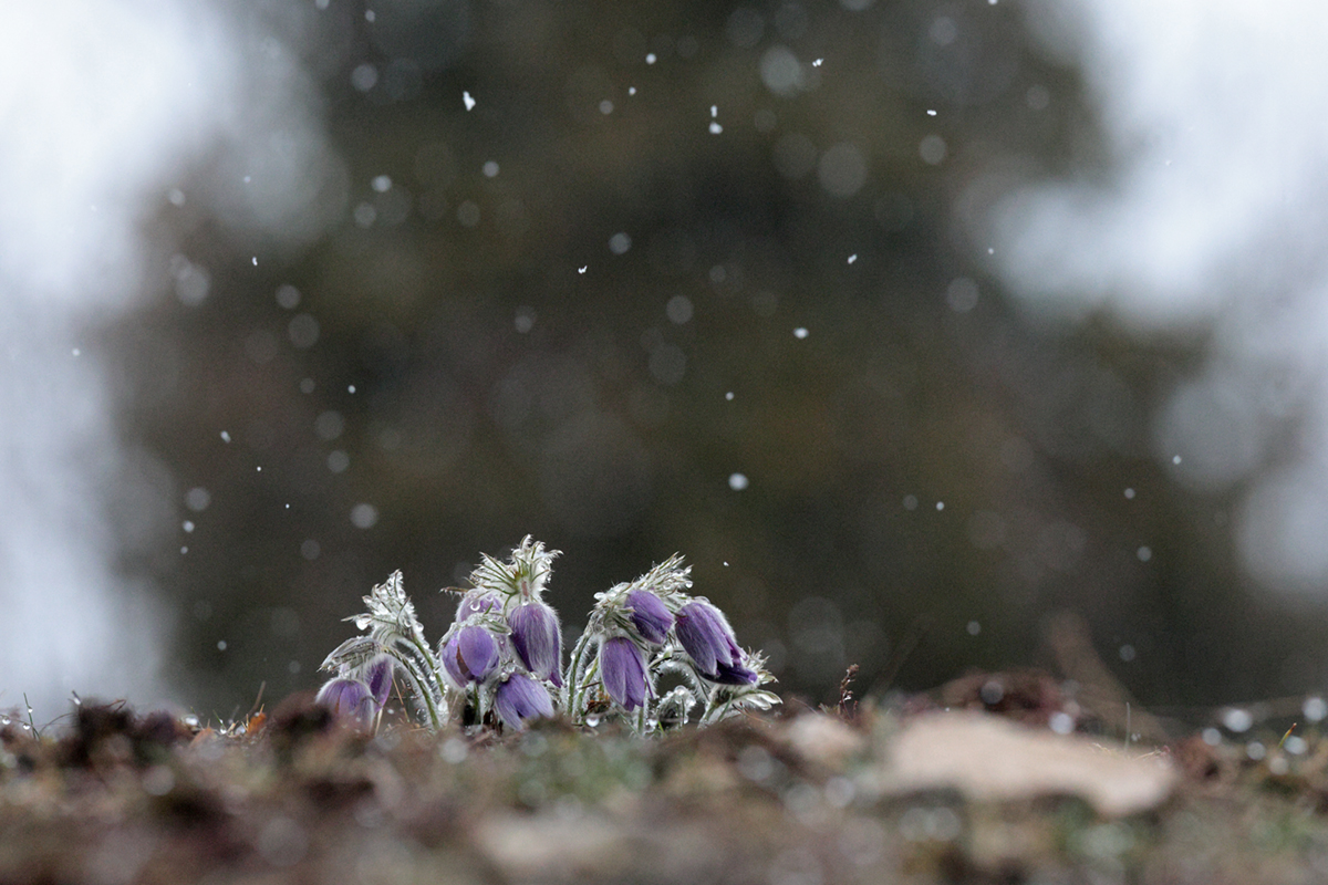 anemones choux 14 03 2025 (6)