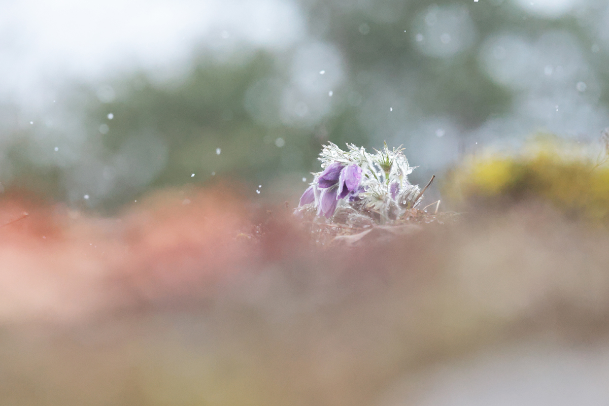 anemones choux 14 03 2025 01 (1)