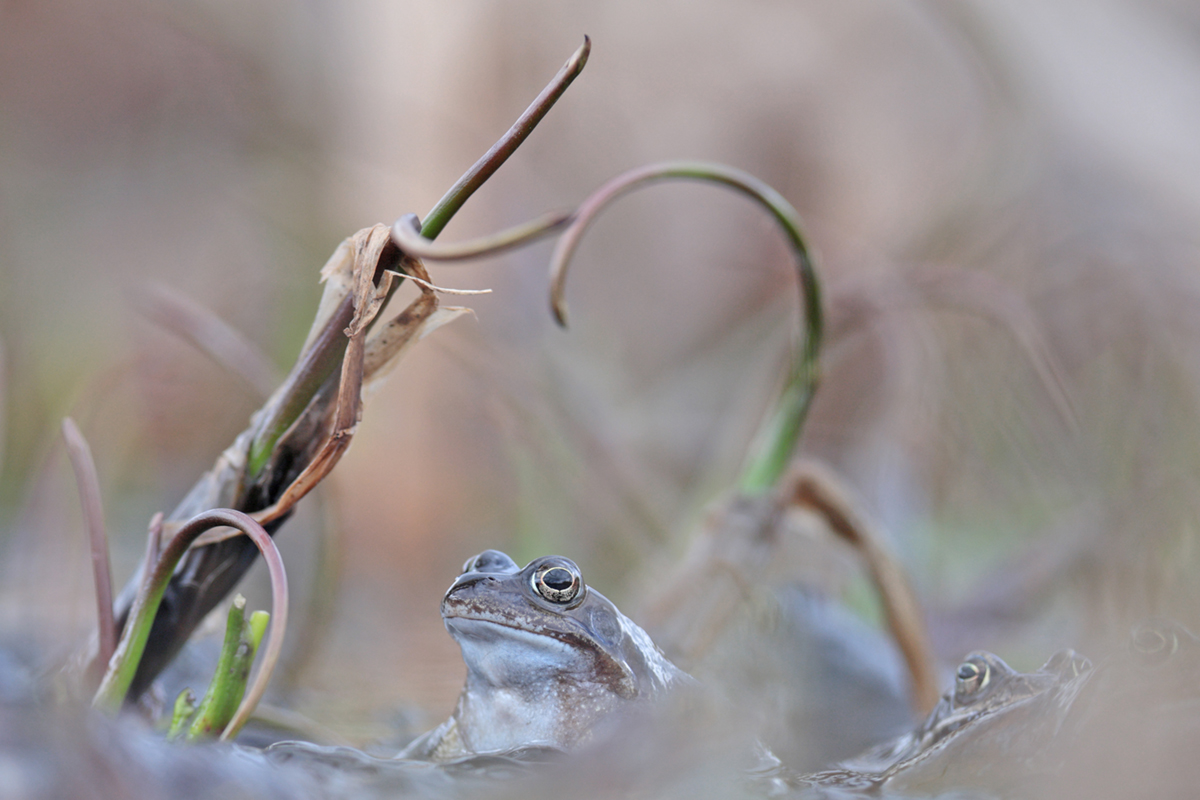 grenouilles rousses 24 03 2025 (20)