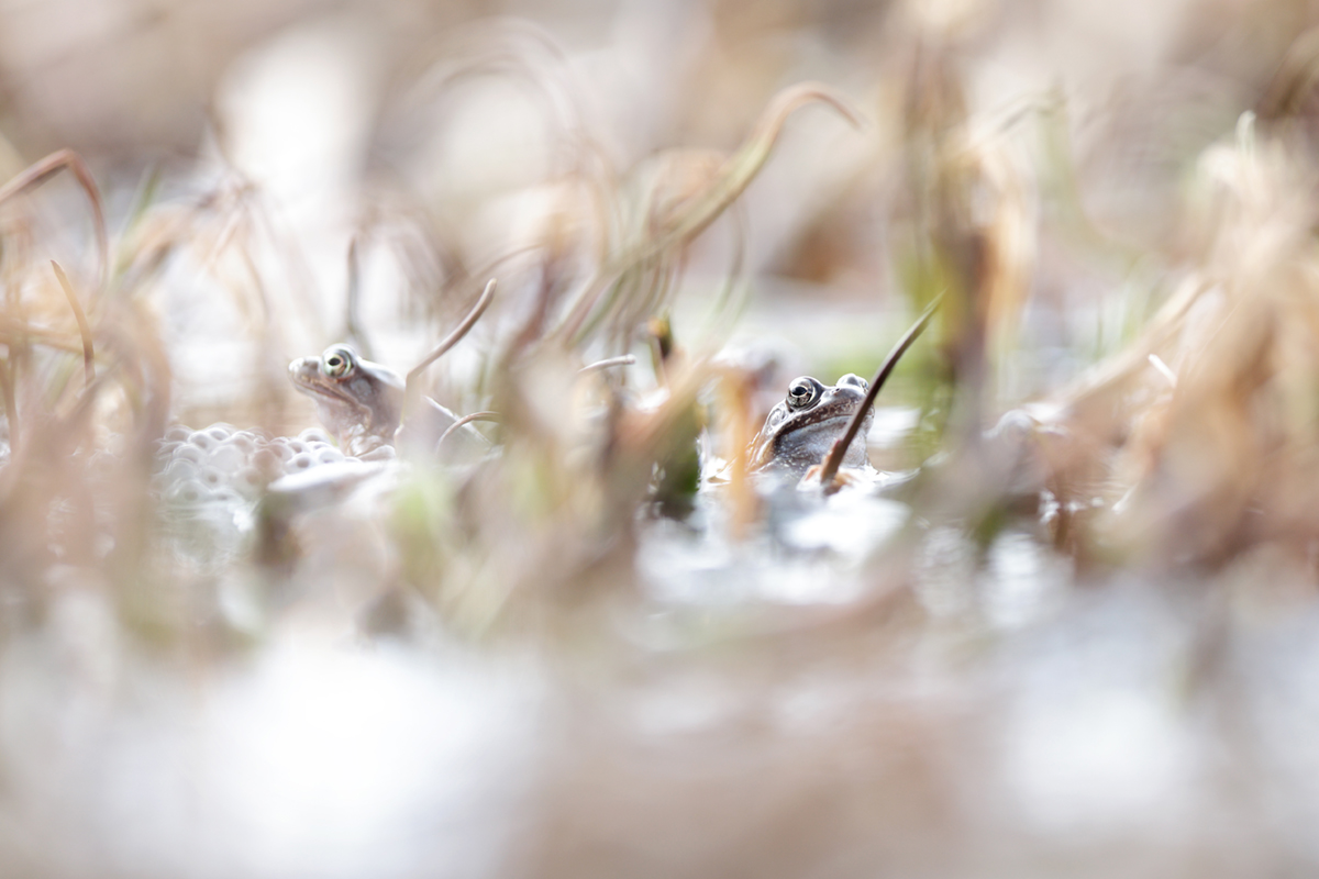 grenouilles rousses 24 03 2025 (86)