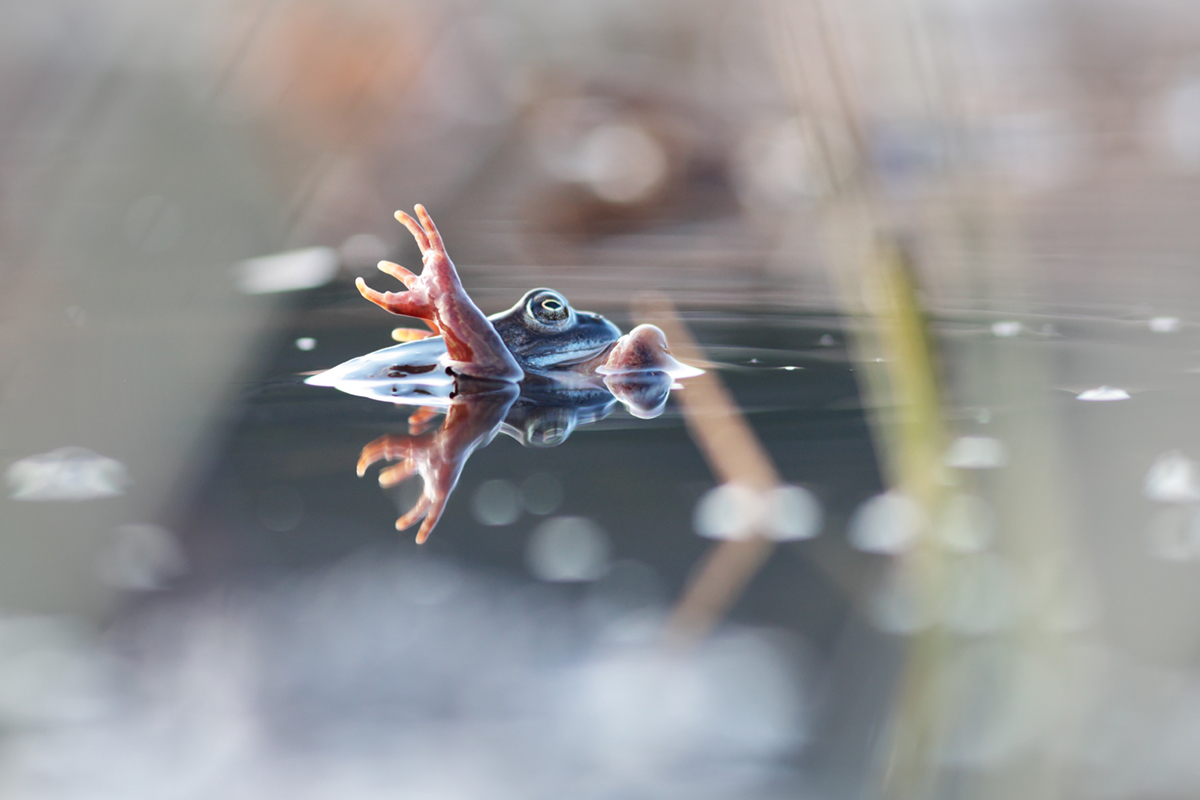 grenouilles rousses 25 03 2025 (10)