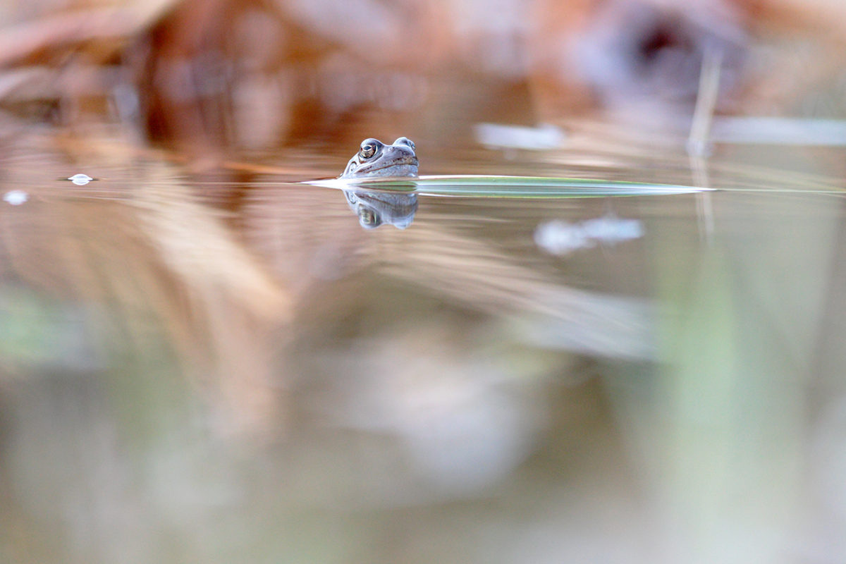 grenouilles rousses 25 03 2025 (16)
