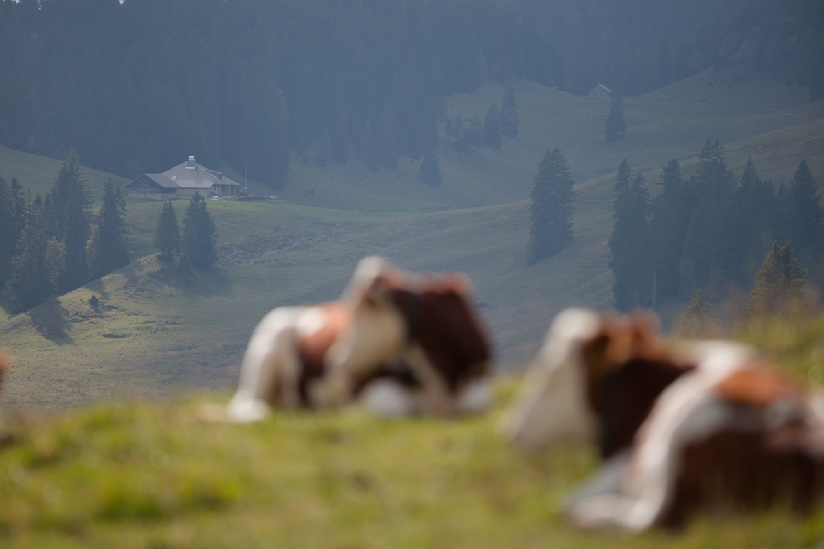 vaches et combe begnines sept 2025 (4)