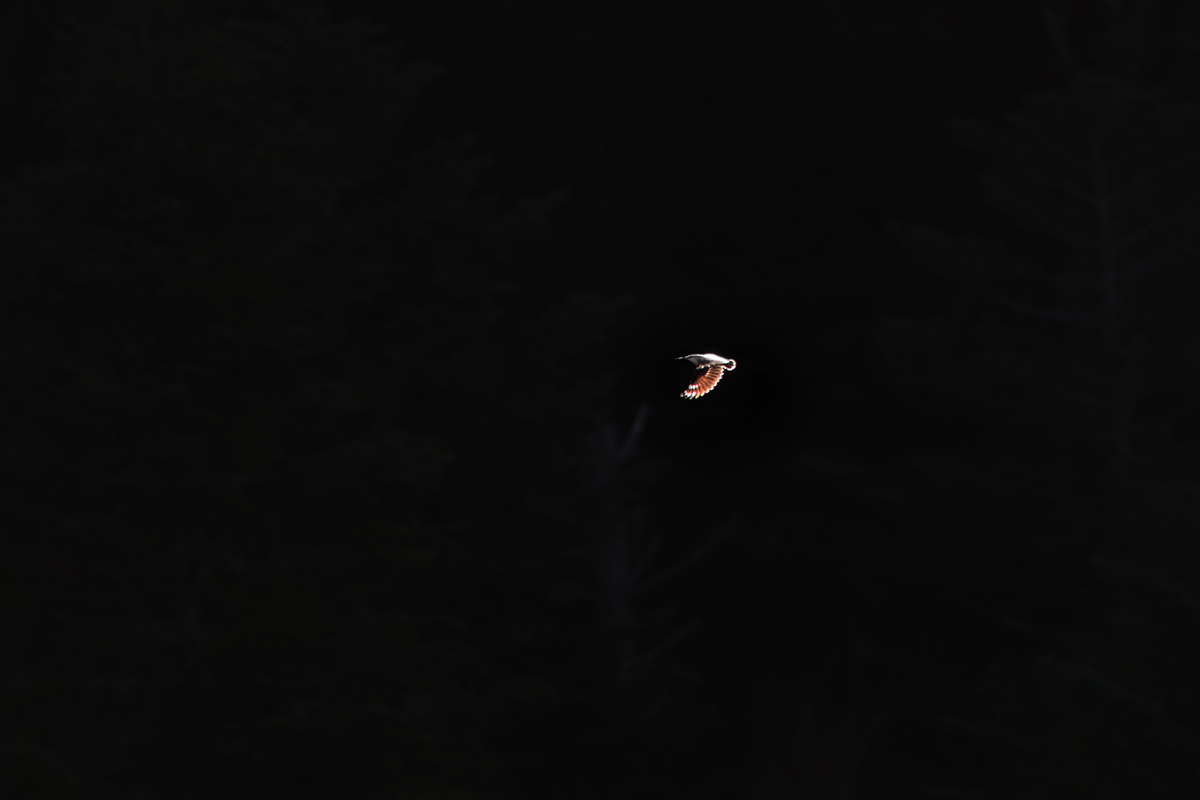 tichodrome le 15 12 2025 (1)