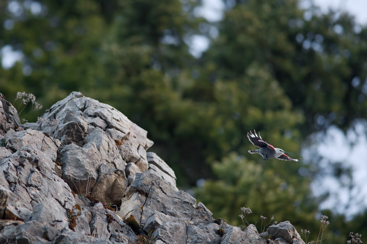 tichodrome le 15 12 2025 (10)