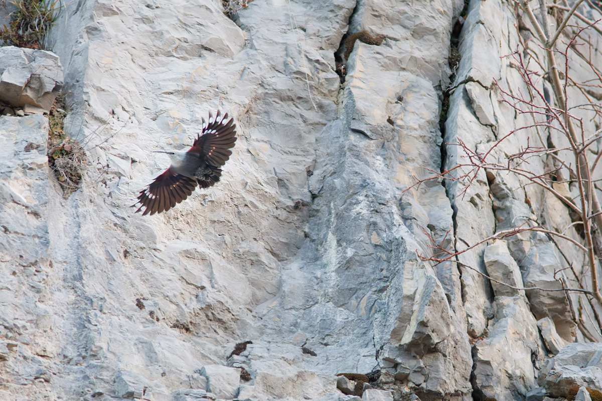 tichodrome le 15 12 2025 (16)