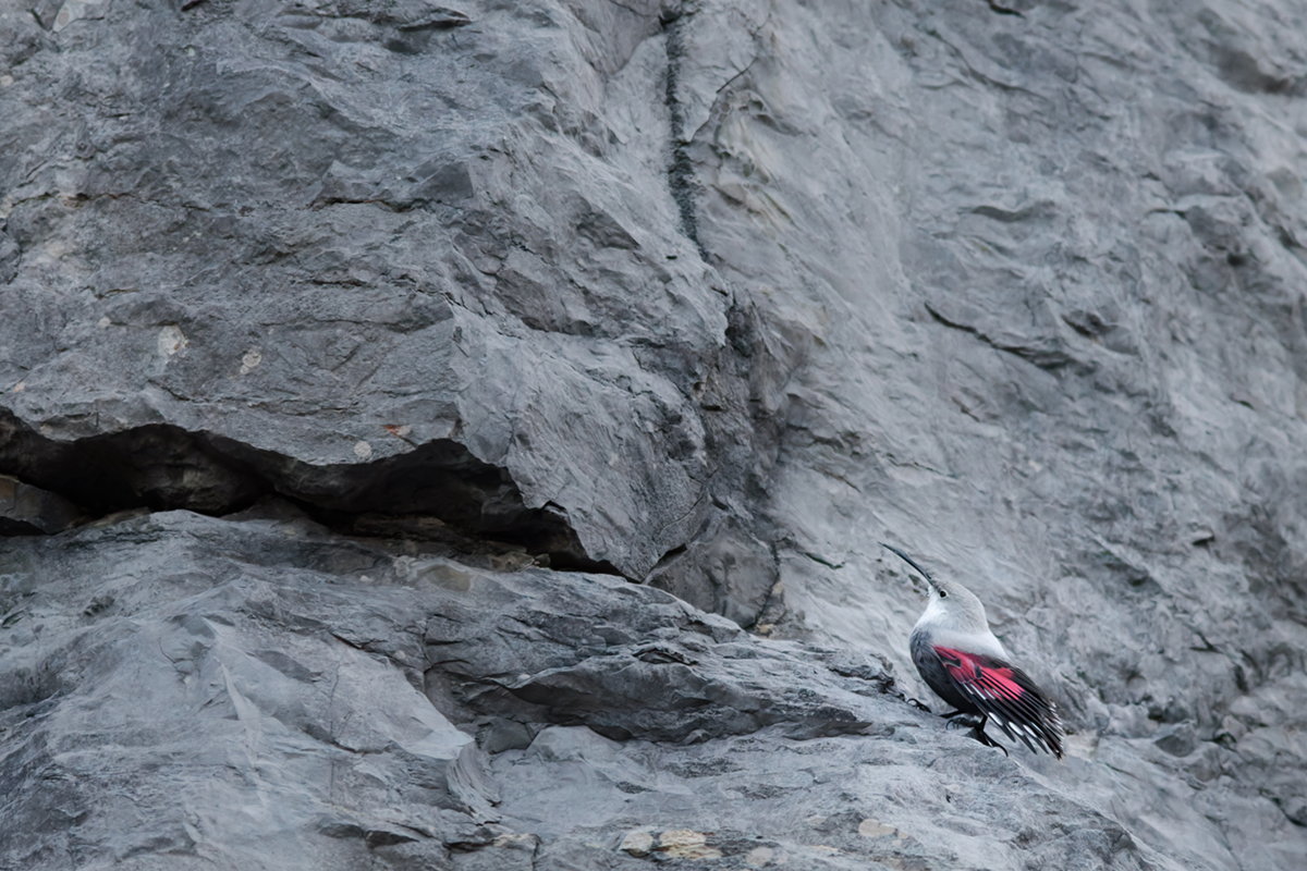 tichodrome le 15 12 2025 (35)