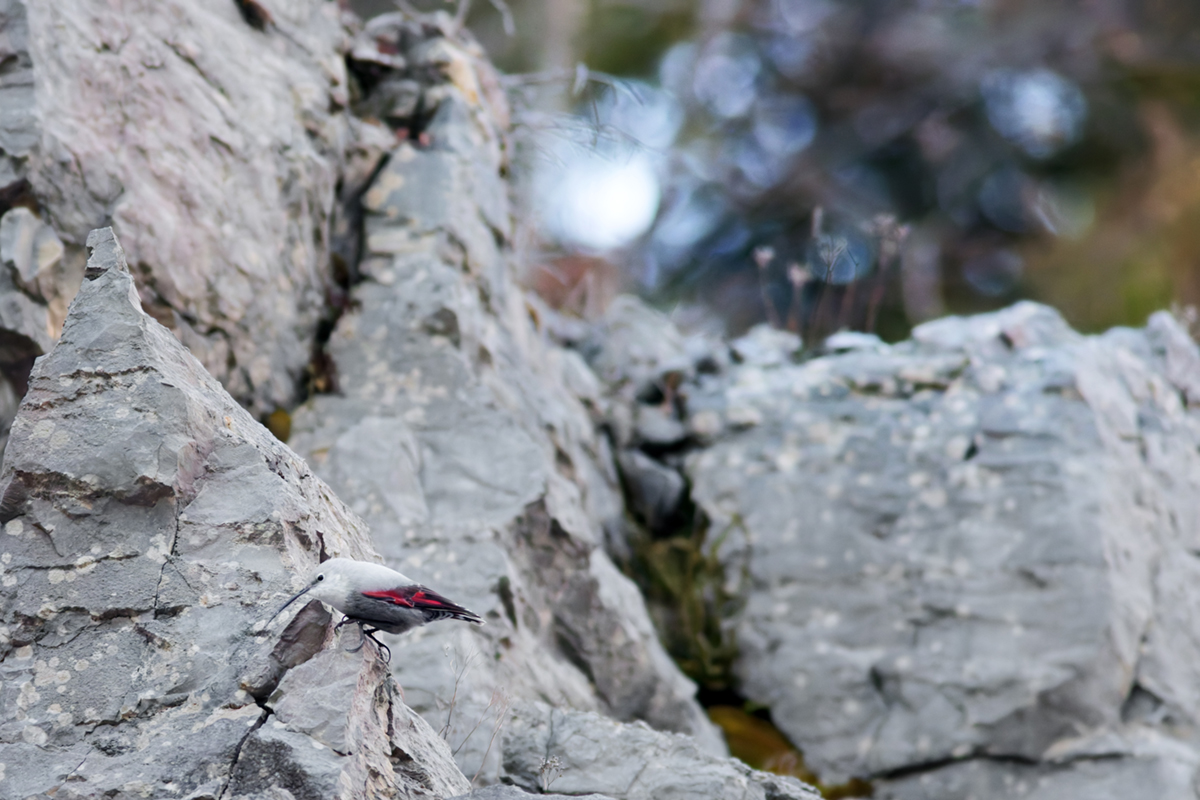 tichodrome le 15 12 2025 (37)