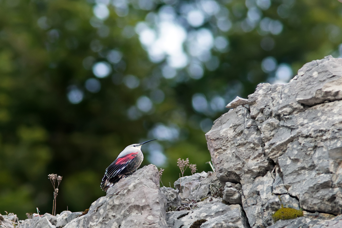 tichodrome le 15 12 2025 (43)