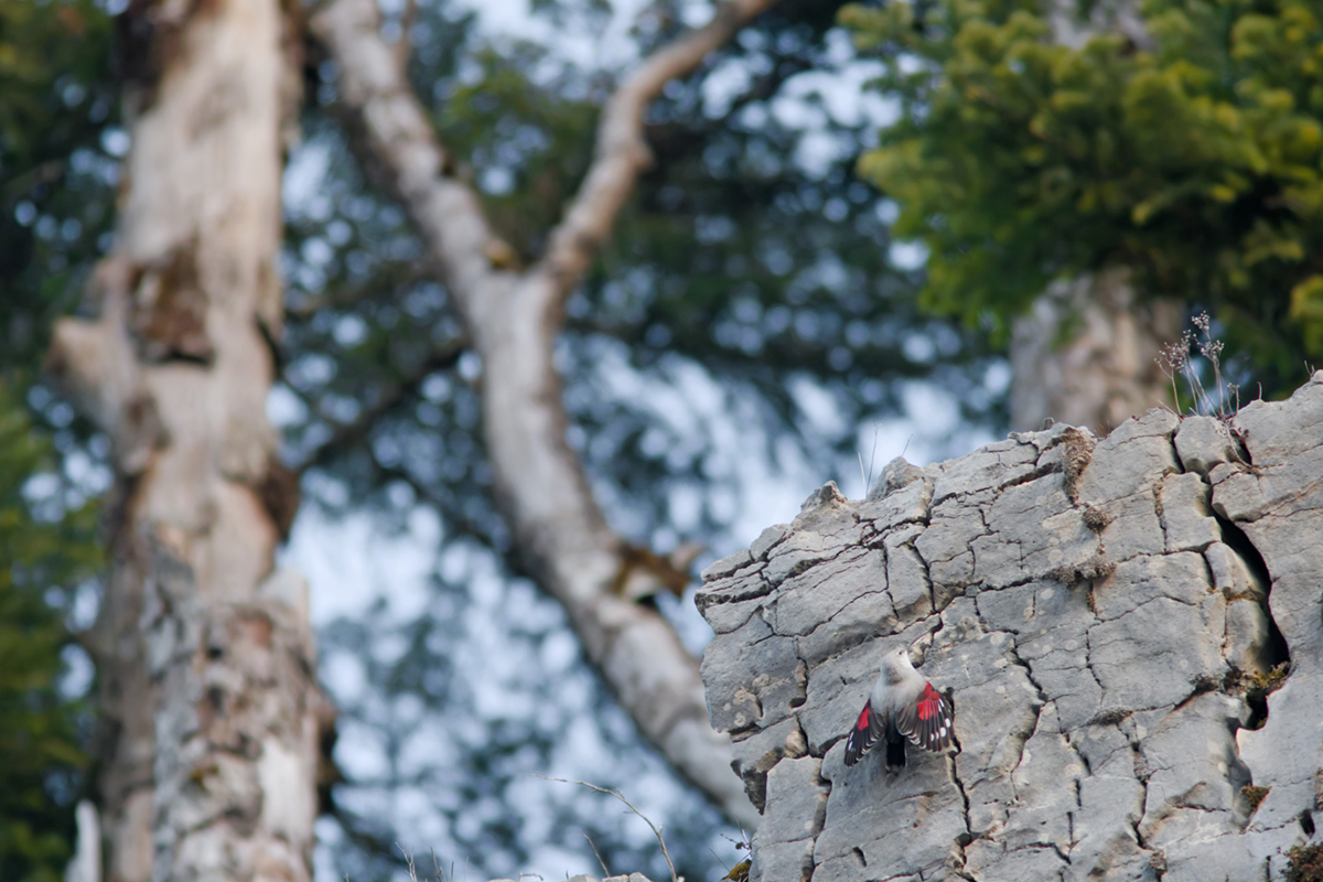 tichodrome le 15 12 2025 (5)