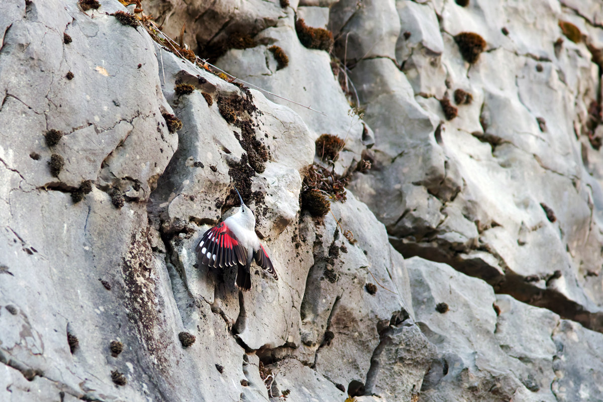 tichodrome le 15 12 2025 (50)