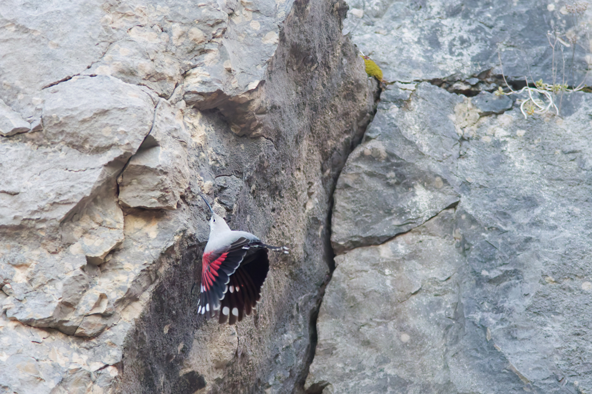 tichodrome le 15 12 2025 (54)