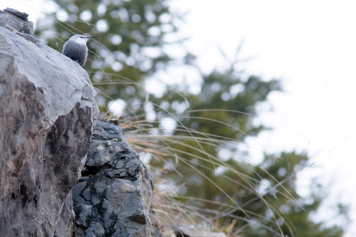 tichodrome le 15 12 2025 (67)