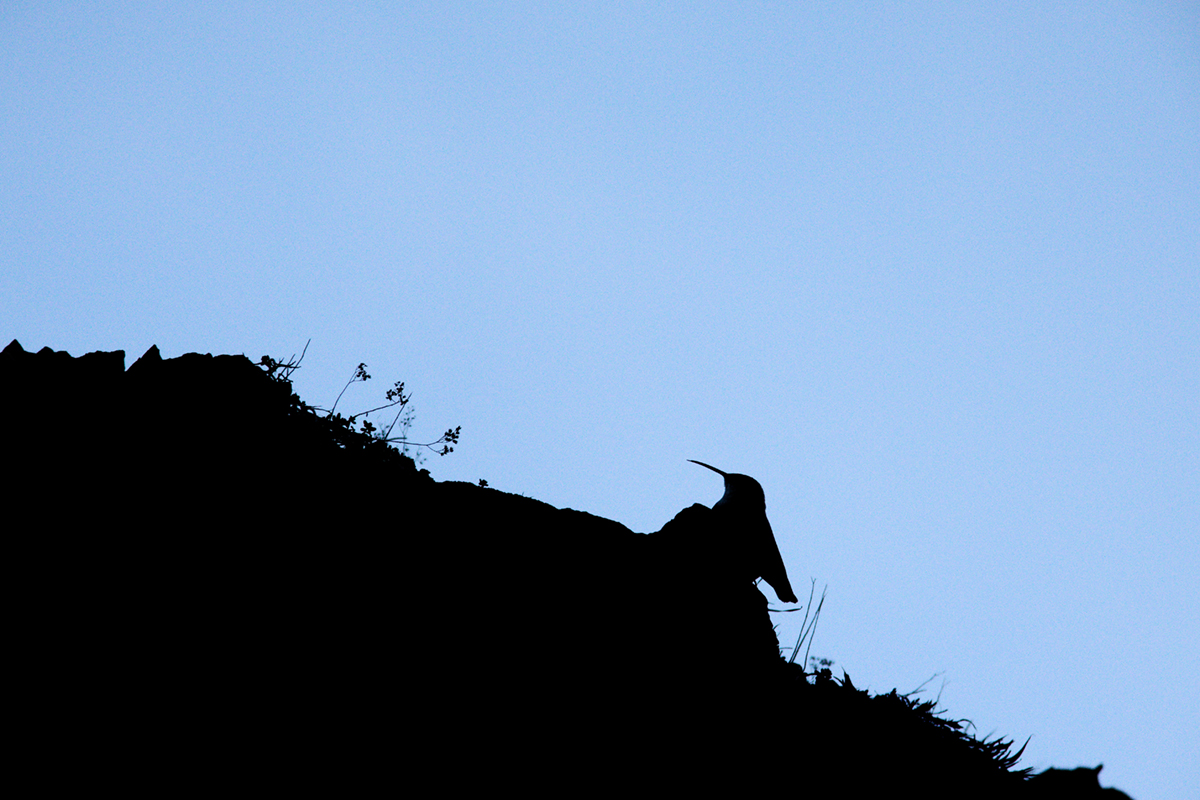 tichodrome le 15 12 2025 (68)