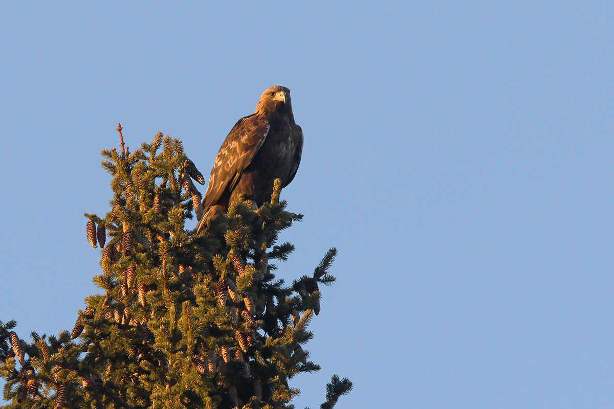 aigle royal jura