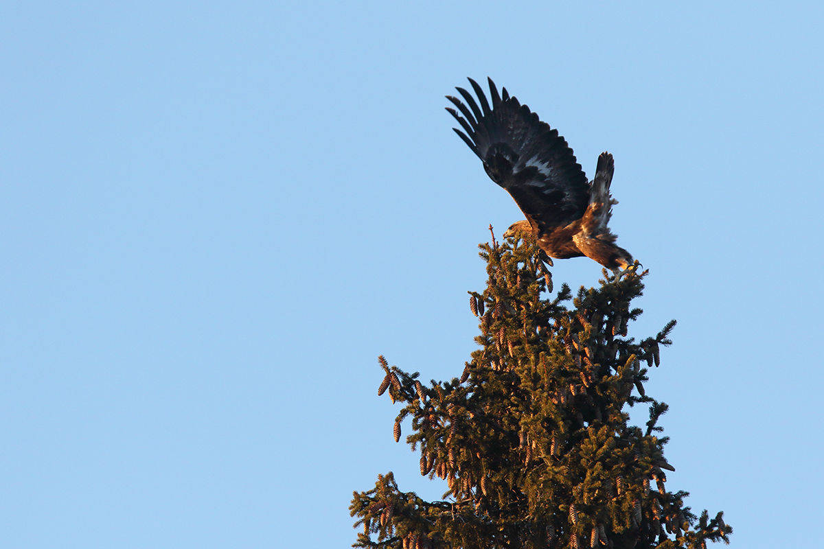 aigle royal jura