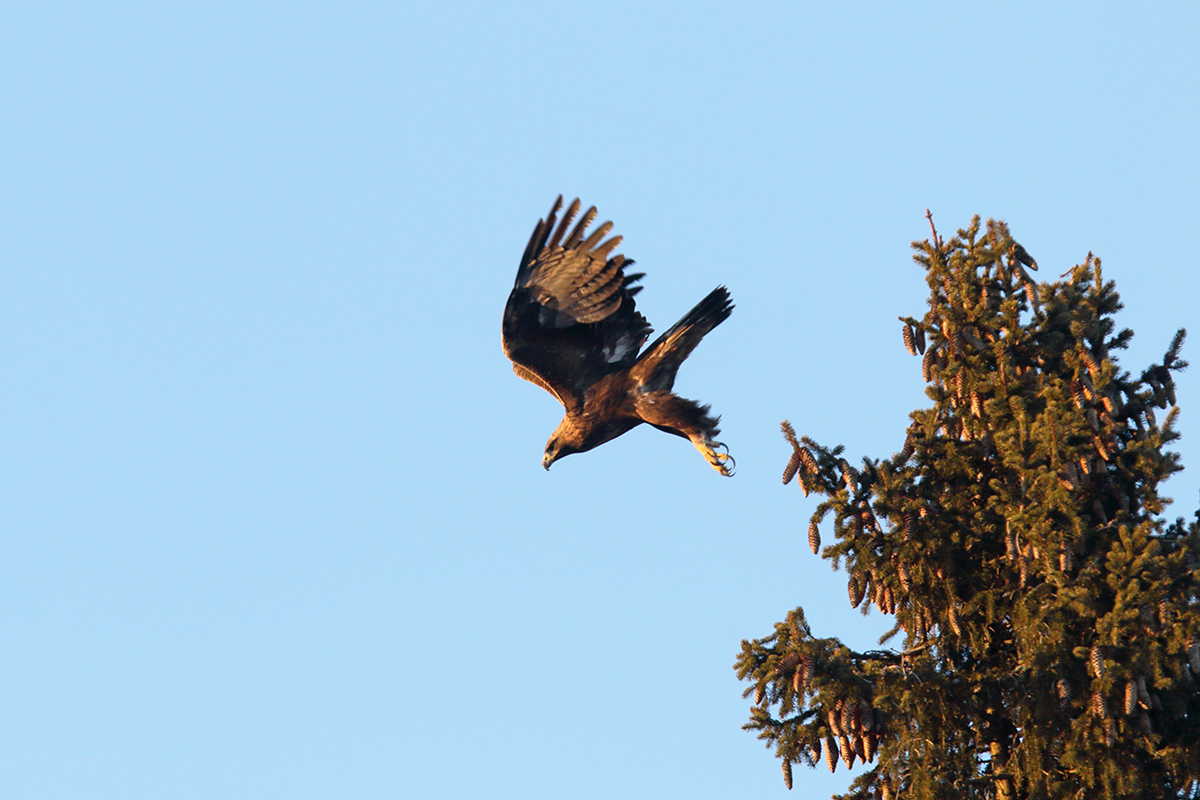 aigle royal jura