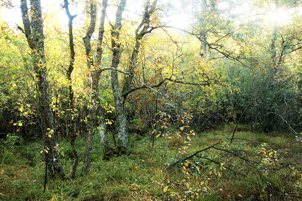 Tourbière