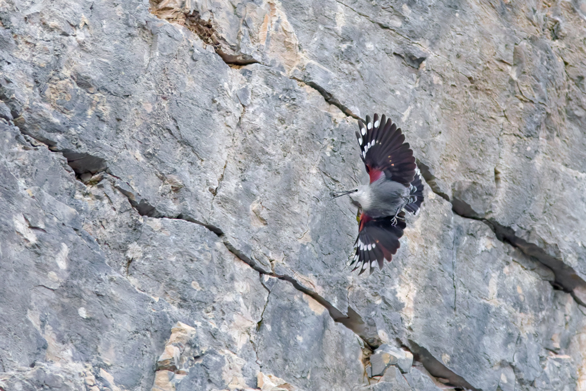 tichodrome carriere 14 12 2025 (9)