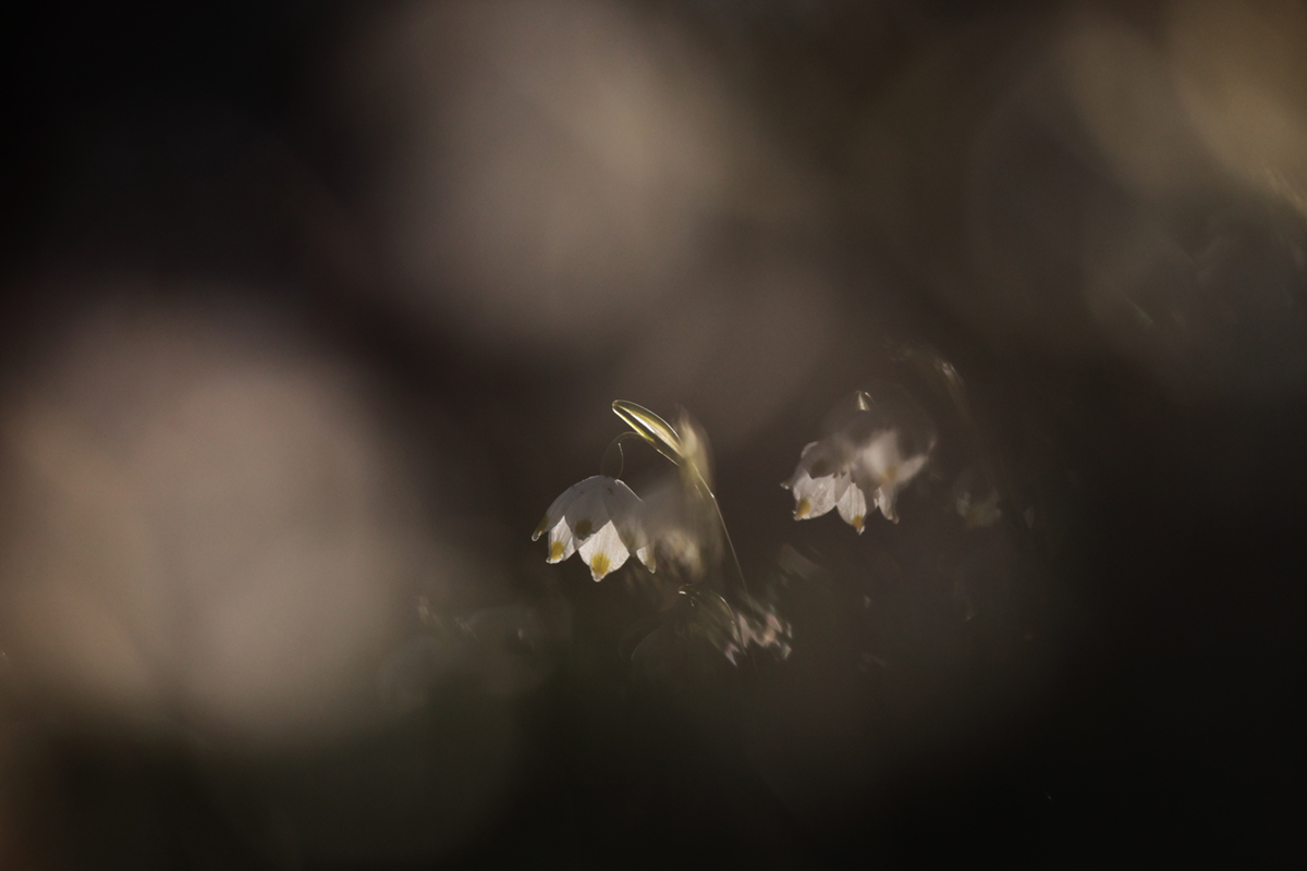 3 (13)