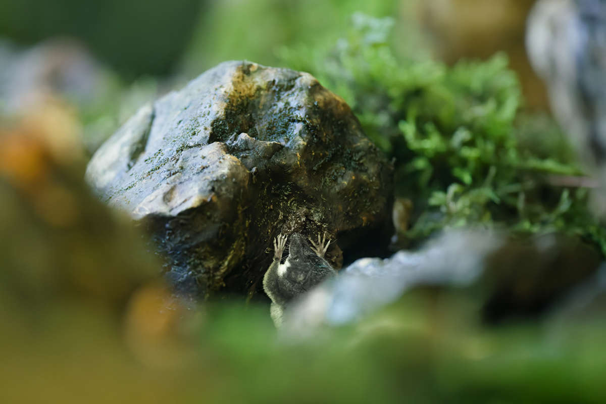 crossope aquatique ruisseau